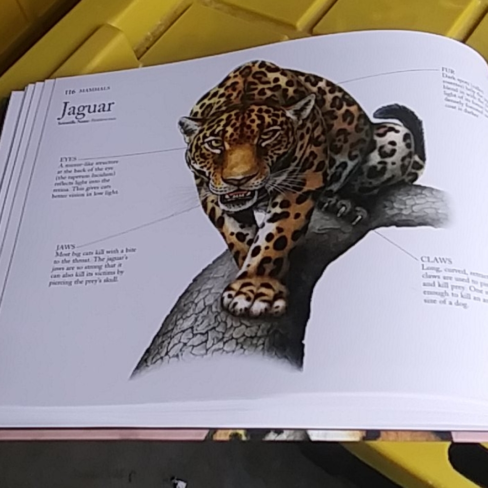 Predators Animal Book - Picture 3 of 4